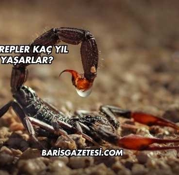 Akrepler Kaç Yıl Yaşarlar?